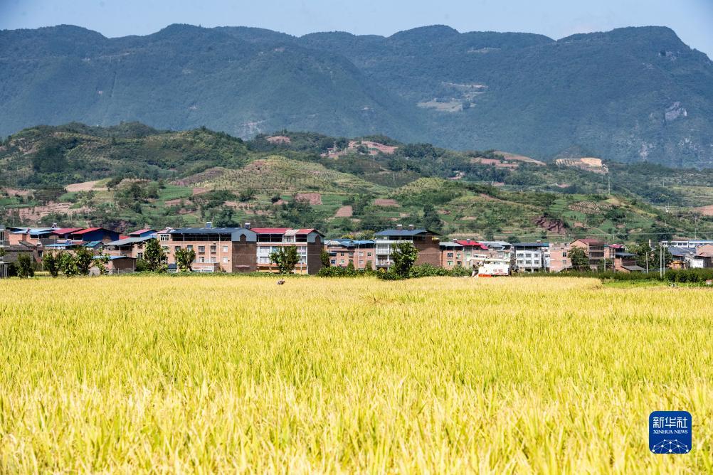 金沙新额度